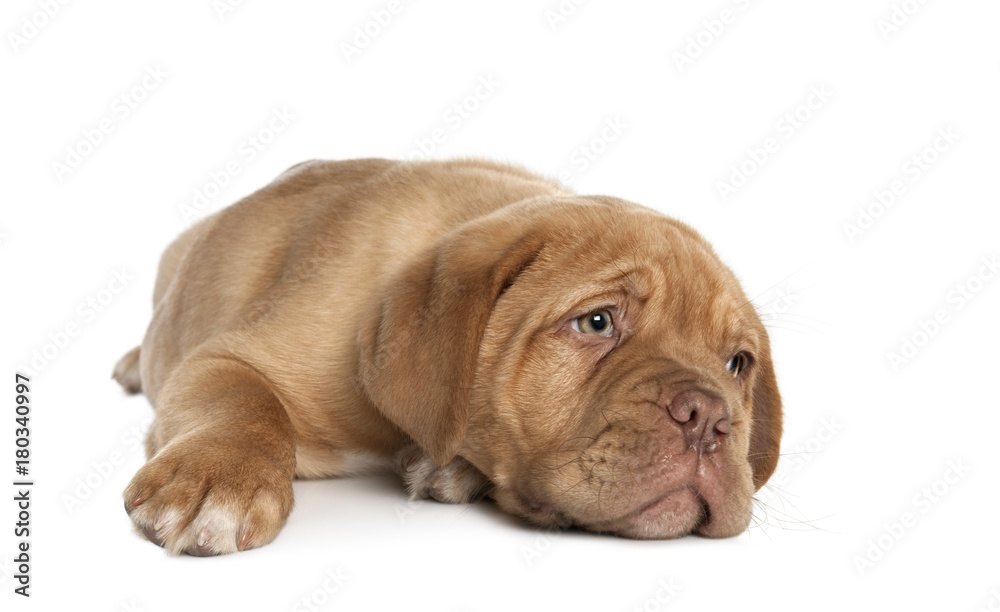 Dogue de Bordeaux puppy lying down in front of white background, studio shot