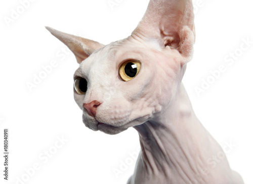 Sphynx cat, 4 years old, in front of white background, studio shot