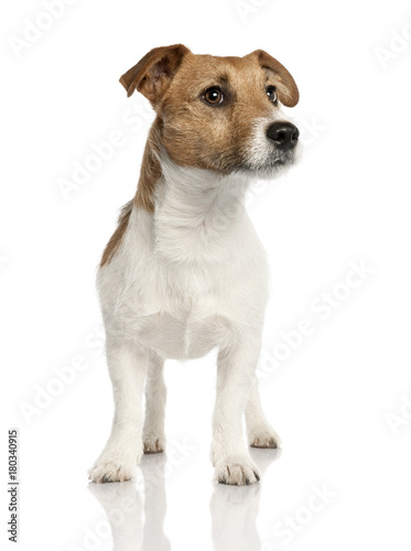 Jack russell (18 months old) © Eric Isselée