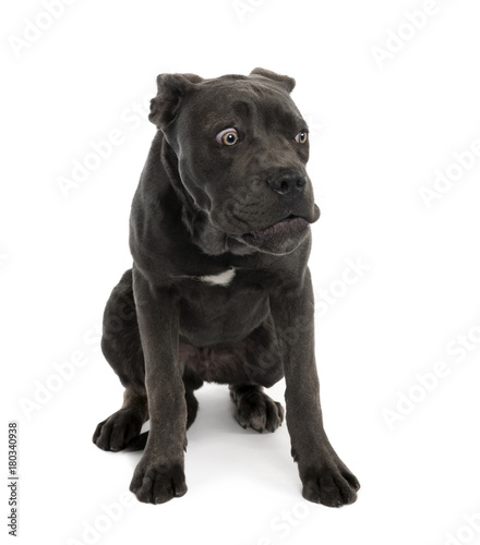 Fototapeta Naklejka Na Ścianę i Meble -  Portrait of black mixed bastard dog with sad face