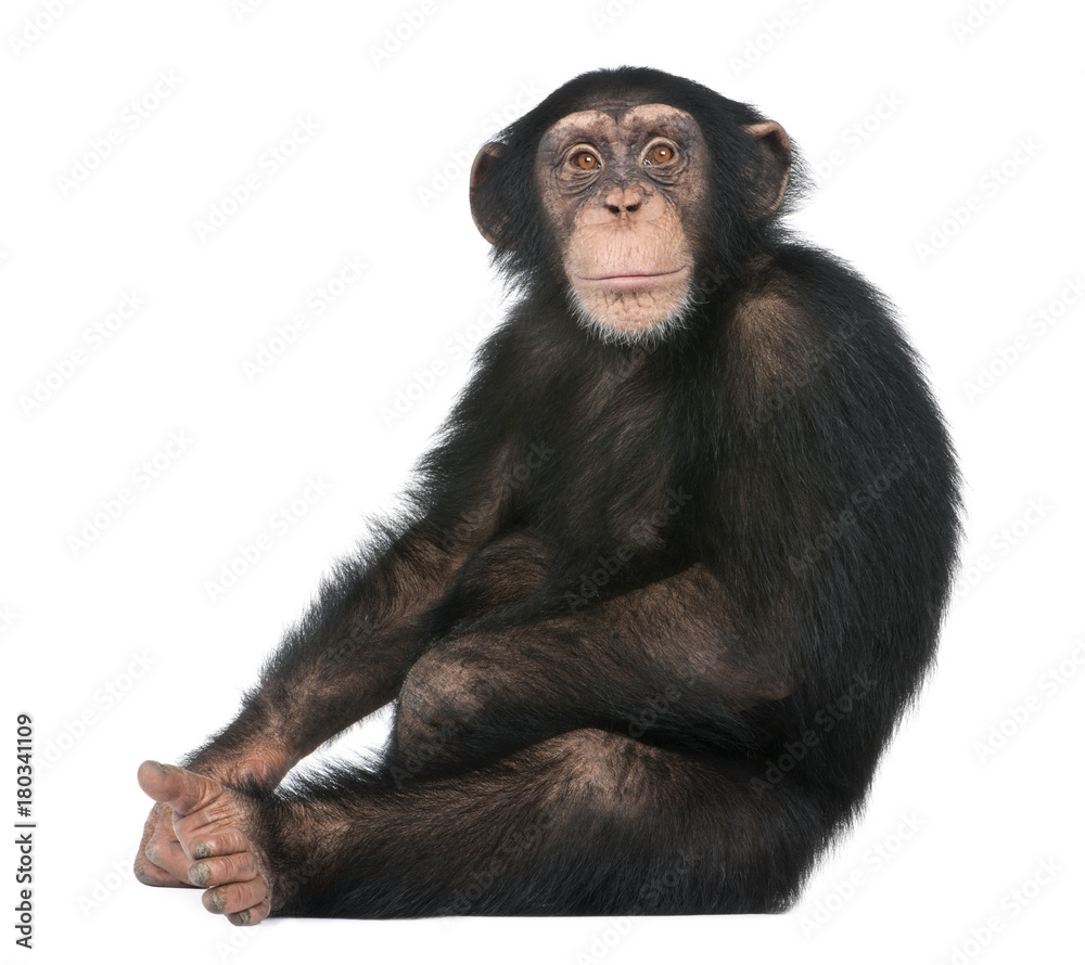 Fototapeta premium Młody szympans siedzący - Simia troglodytes (5 lat)