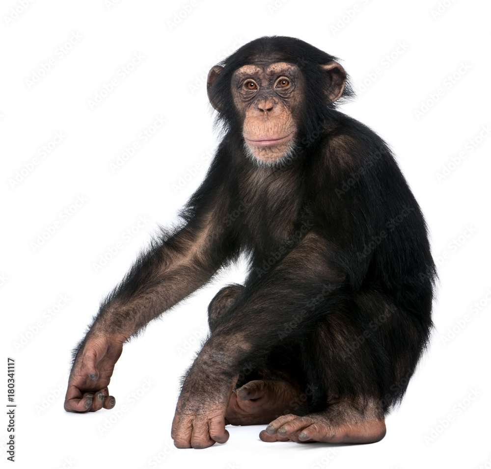 Fototapeta premium Młody szympans, Simia troglodytes, 5 lat, siedzący na białym tle