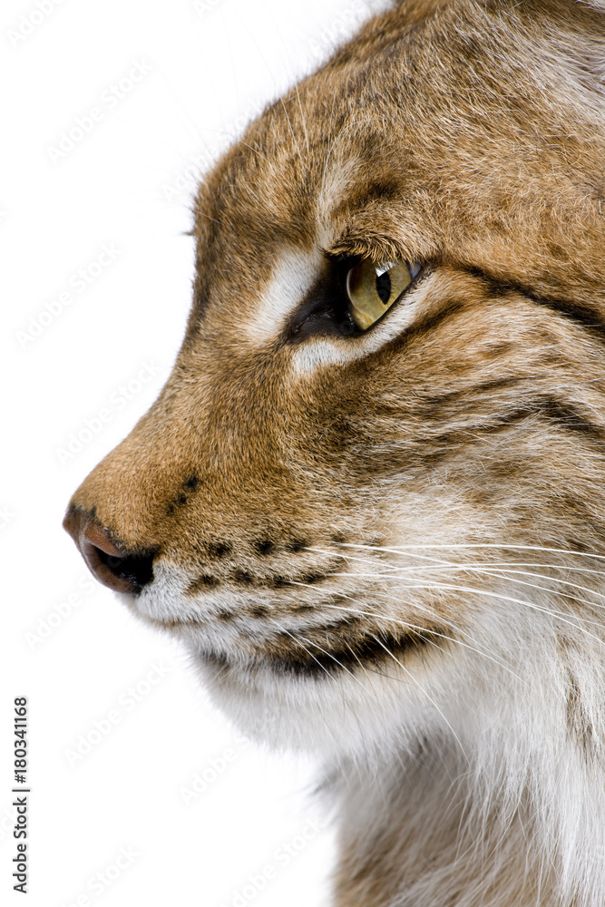 Fototapeta premium Close-up of a Eurasian Lynx's head
