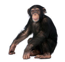 Young Chimpanzee, Simia troglodytes, 5 years old, sitting in front of white background