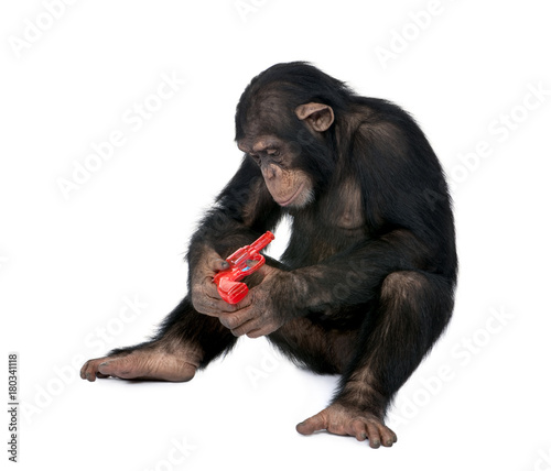 Young Chimpanzee playing with red gun, simia troglodytes, 5 years old, studio shot
