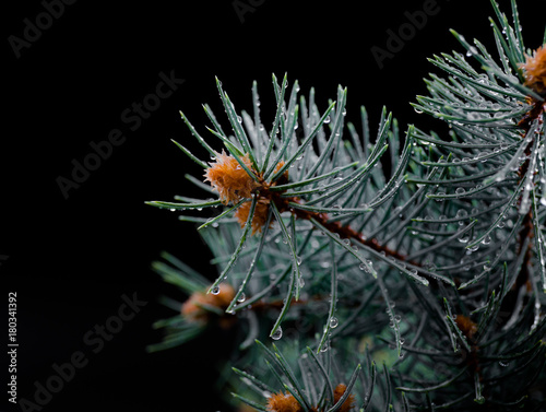 Fir with water drops