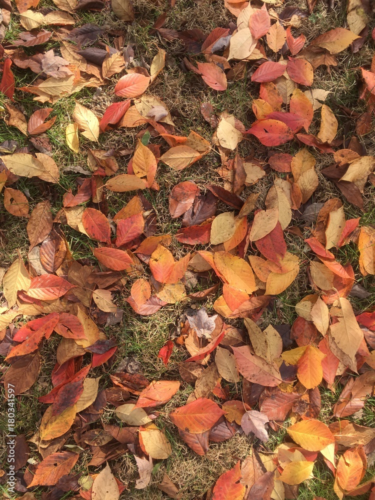 beautiful carpet of fallen leaves