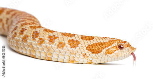Western hog-nosed snake, Heterodon nasicus, close up against white background photo