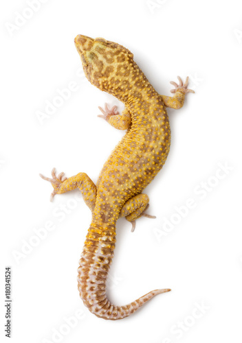 Leopard gecko  Eublepharis macularius  against white background