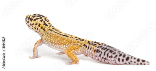 Leopard gecko  Eublepharis macularius  against white background