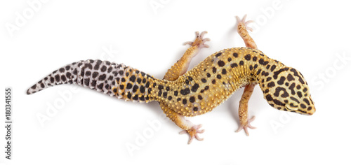 Leopard gecko, Eublepharis macularius, against white background