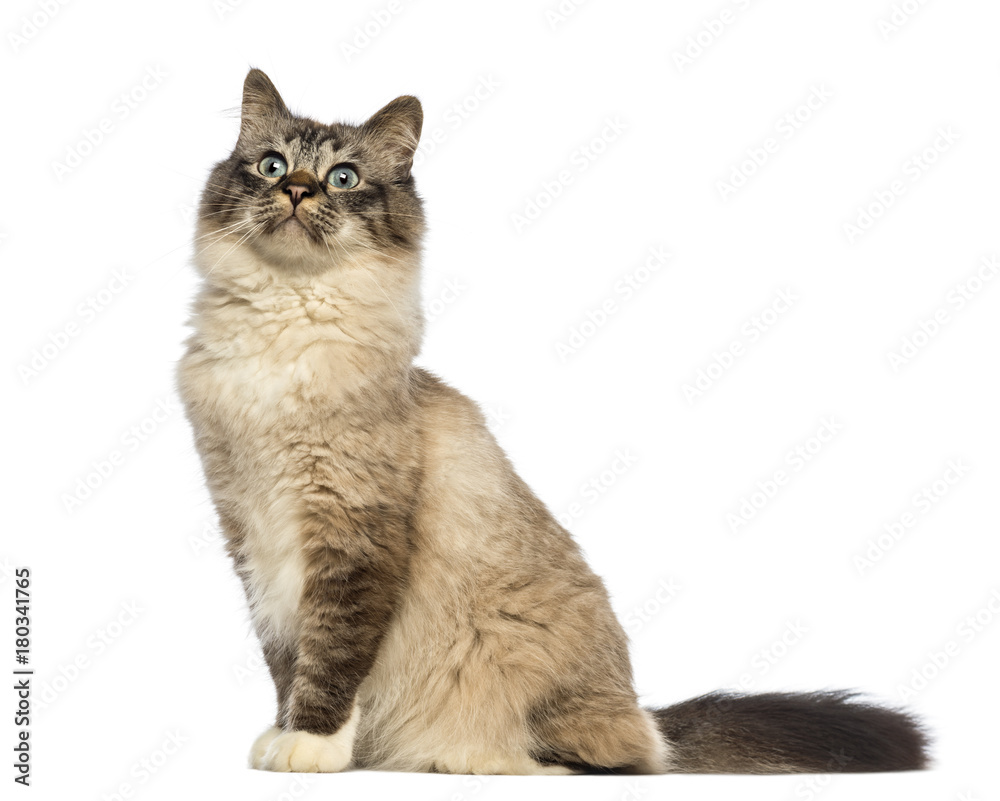 Birman sitting and looking up against white background
