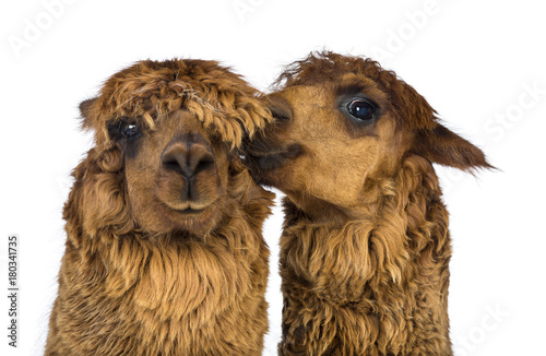 Fototapeta Naklejka Na Ścianę i Meble -  Alpaca whispering at another Alpaca's ear against white background