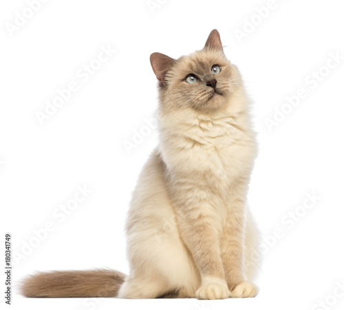 Fototapeta Naklejka Na Ścianę i Meble -  Birman sitting and looking up against white background