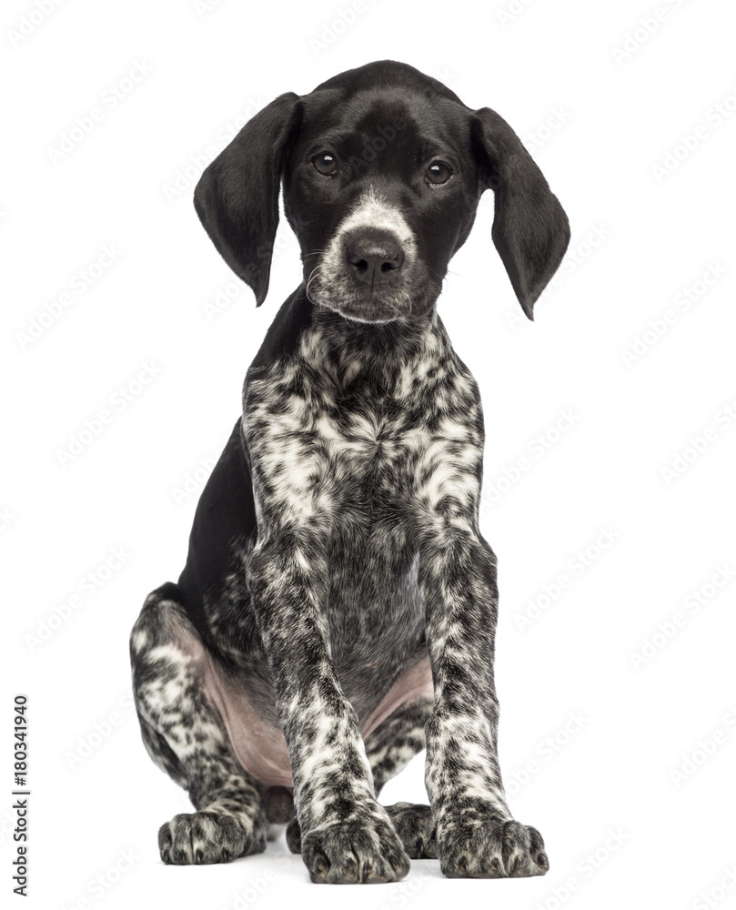German Shorthaired Pointer, 10 weeks old, sitting against white background