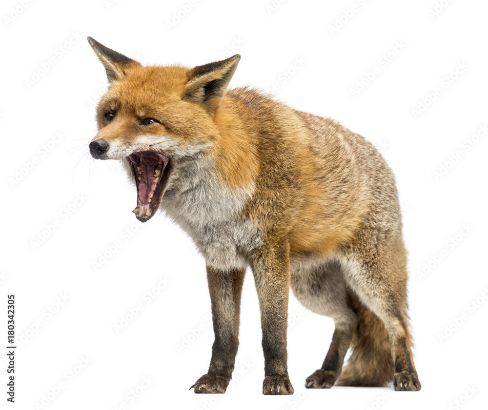 Red fox, Vulpes vulpes, standing, yawning, isolated on white