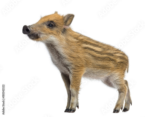 Canvas Print Wild boar, Sus scrofa, 2 months old, standing and looking away, isolated on whit