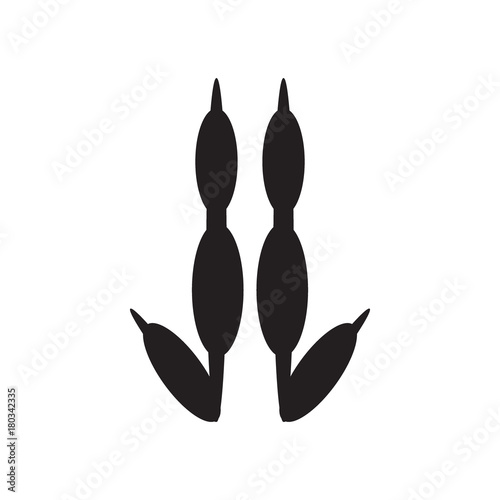 kangaroo footprint