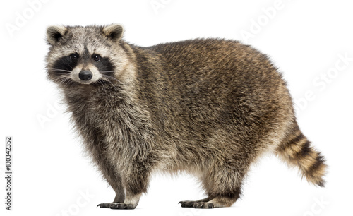 Side view of a Racoon, Procyon Iotor, standing, isolated on white