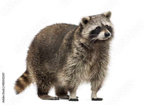 Racoon, Procyon Iotor, standing, isolated on white photo