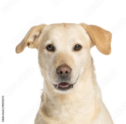 Golden Retriever, one year old, panting, isolated on white