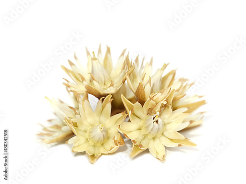 Mimusops elengi flowers on white background.
