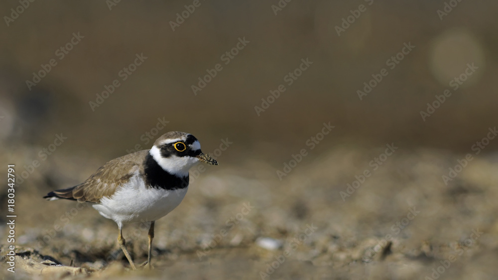 Little Ringed Plover - Charadrius dubius, Greece Little Ringed Plover - Charadrius dubius, Greece
