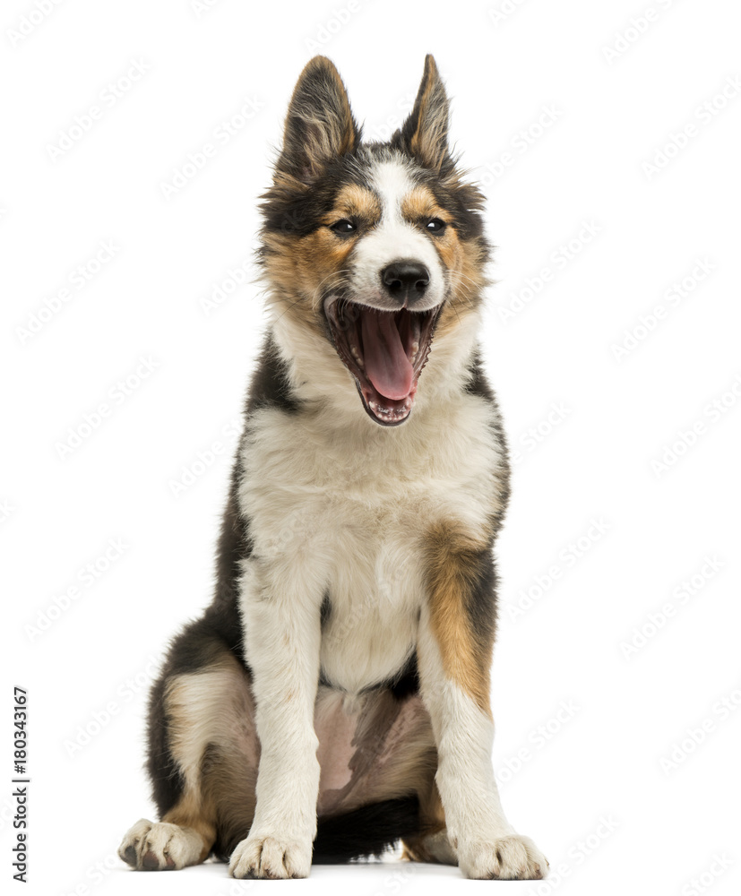 Border collie sitting, yawning, isolated on white Border collie sitting, yawning, isolated on white