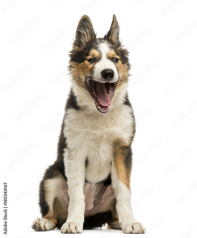 Border collie sitting, yawning, isolated on white