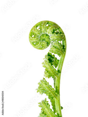 Young leaves of a fern on a white background.