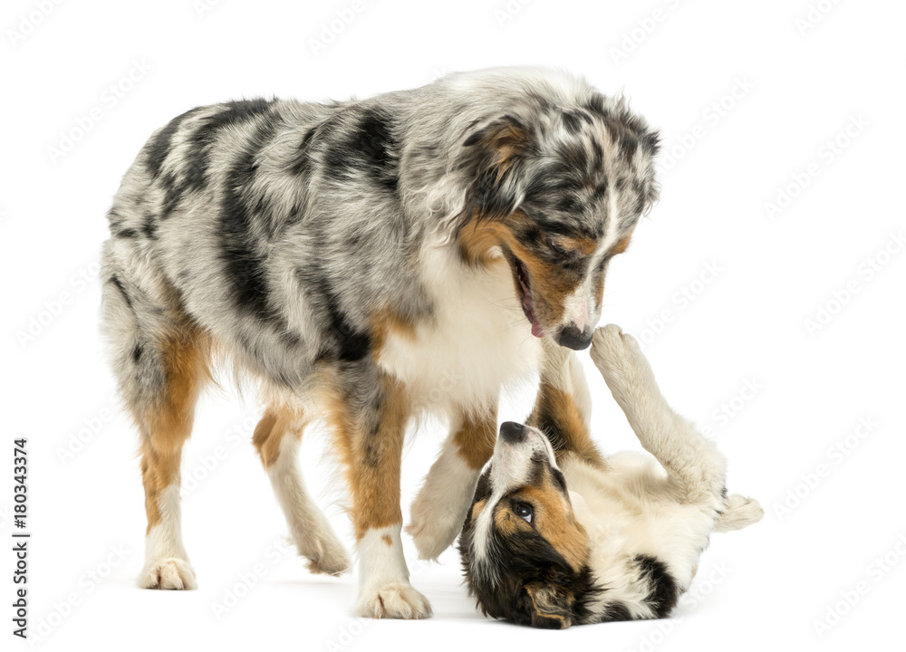 Fototapeta premium Border collie and Australian Shepherd playing together, isolated on white