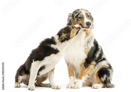 Fototapeta Naklejka Na Ścianę i Meble -  Border collie and Australian Shepherd playing together, isolated on white