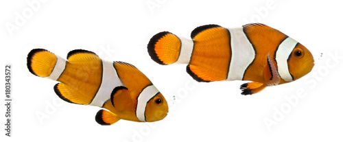 Two bubbling Ocellaris clownfish, Amphiprion ocellaris, isolated on white