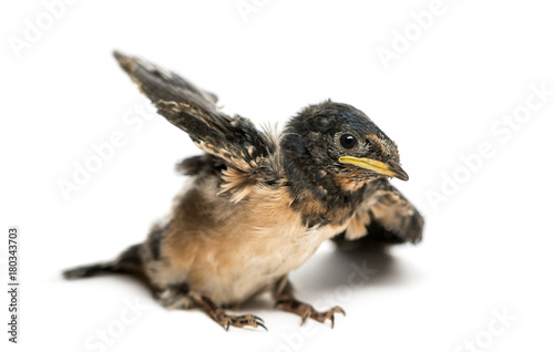 Baby Barn Swallow trying to take off, Hirundo rustica, isolated on white