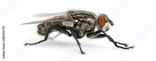 Side view of a Flesh fly, Sarcophagidae, isolated on white photo
