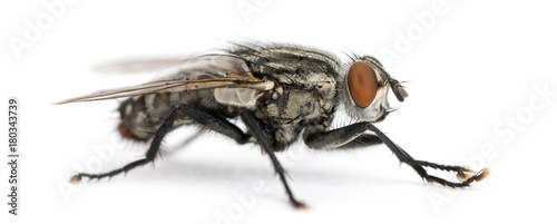 Side view of a Flesh fly, Sarcophagidae, isolated on white