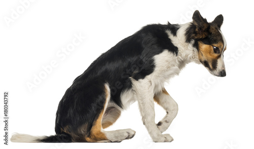 Side view of a Border Collie sitting, looking down, isolated on white