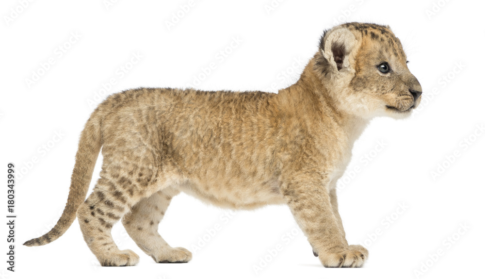 Obraz premium Side view of a Lion cub standing, 16 days old, isolated on white