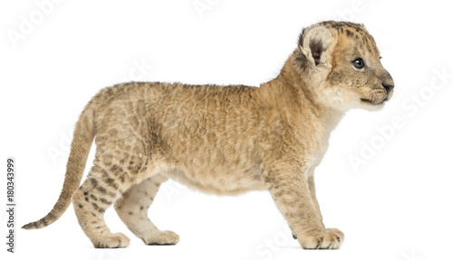 Side view of a Lion cub standing, 16 days old, isolated on white