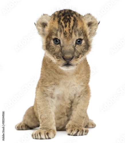 Fototapeta Naklejka Na Ścianę i Meble -  Lion cub sitting, 16 days old, isolated on white