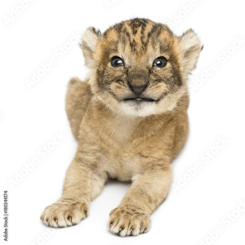 Lion cub lying, smiling, 16 days old, isolated on white