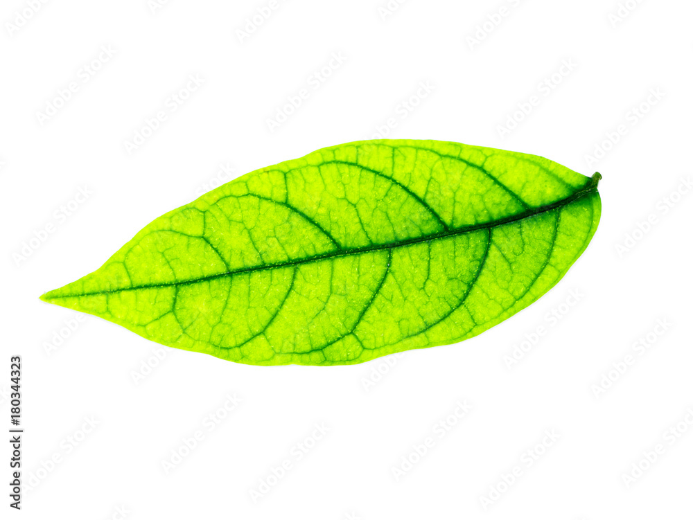 Obraz premium Close up a green leaf on white background.