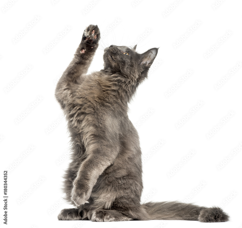 Side view of a Maine Coon kitten on hind legs, pawing up, 4 months old, isolated on white Stock