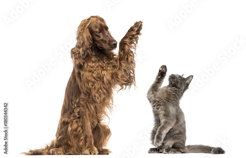 Fotografía Irish setter and Maine Coon kitten high-fiving