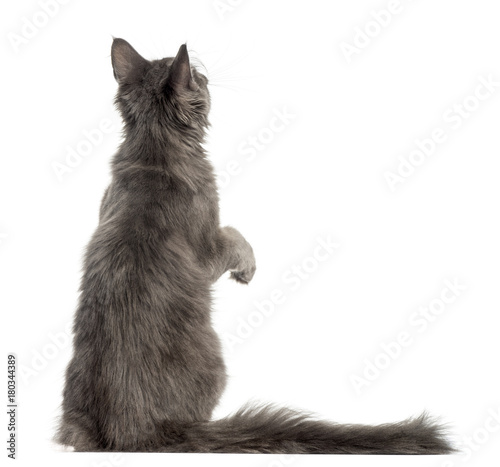 Fototapeta Naklejka Na Ścianę i Meble -  Rear view of a Maine Coon kitten on hind legs, pawing up, 4 months old, isolated on white