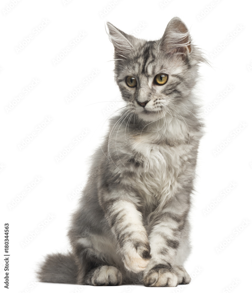 Front view of a Maine Coon kitten sitting, 4 months old, isolated on white