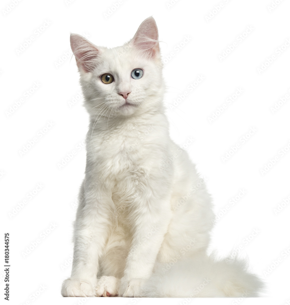 Front view of a Main coon kitten sitting, looking at the camera, 4 months, isolated on white