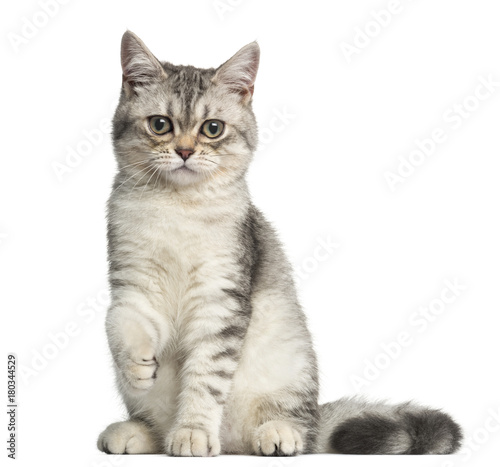 Fototapeta Naklejka Na Ścianę i Meble -  Front view of a British Shorthair kitten, looking at the camera, 4 months old, isolated on white