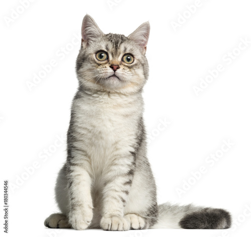 Front view of a British Shorthair kitten, sitting, 4 months old, isolated on white