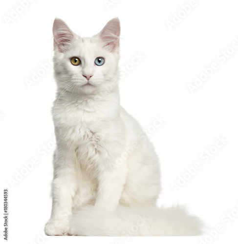 Fototapeta Naklejka Na Ścianę i Meble -  Front view of a Main coon kitten sitting, looking at the camera, 4 months, isolated on white